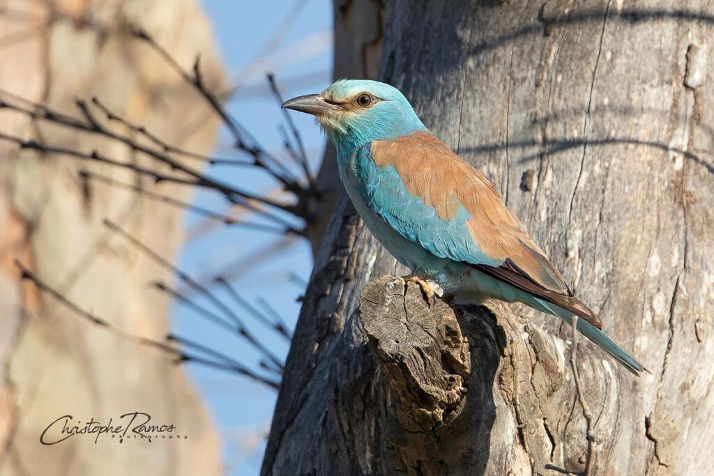 L'Oiseau Bleu Peacock Bed & Breakfast Roubia Dış mekan fotoğraf